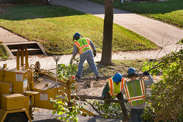 How Our Tree Care Process Works  in Yarrow Point, WA